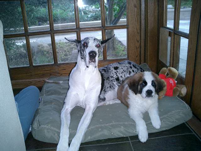 Saint Bernards At Gentle Giants Rescue And Adoptions Sashie And Sophie Sasha A Great Dane Saint Bernard Pup