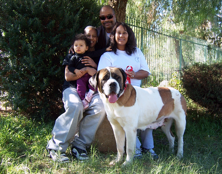 Saint Bernards At Gentle Giants Rescue And Adoptions Saint Bernards At Gentle Giants Rescue