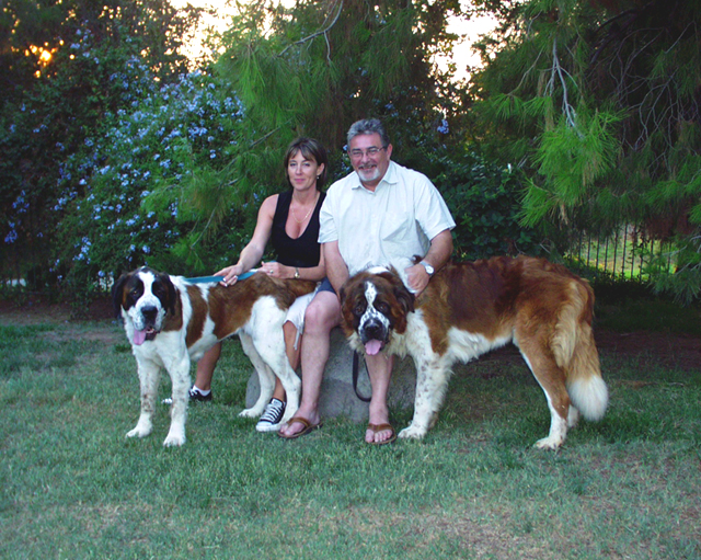 Saint Bernards At Gentle Giants Rescue And Adoptions Saint Bernards At Gentle Giants Rescue