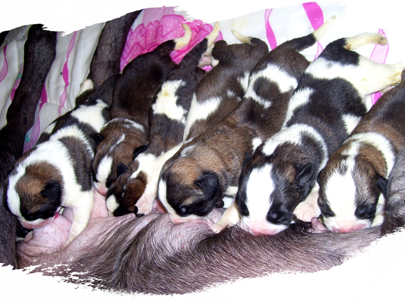 Saint Bernards At Gentle Giants Rescue And Adoptions Saint Bernards At Gentle Giants Rescue